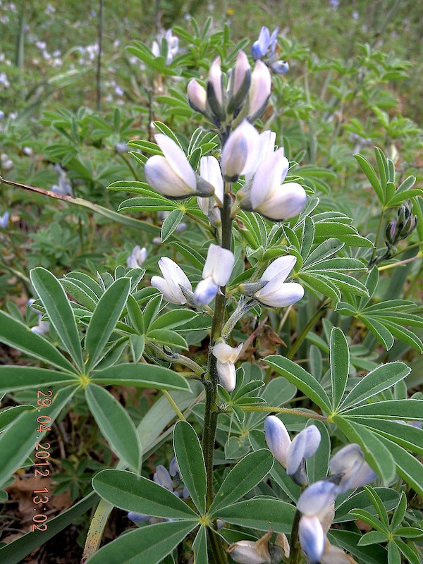 Lupinus albus / Lupino bianco